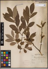Foto von Salix cinerea L.